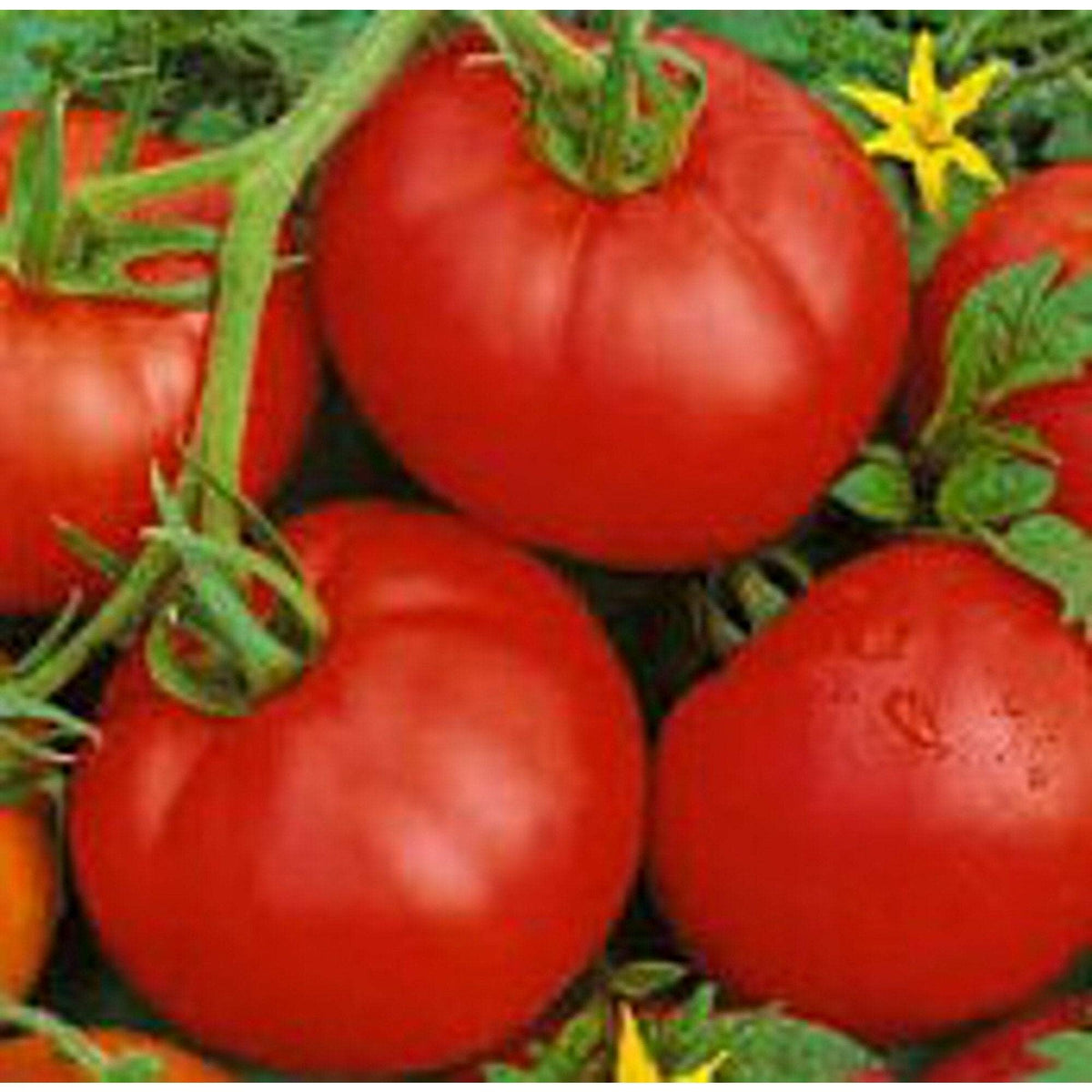 Heirloom Bell von Irland Tomato Seeds