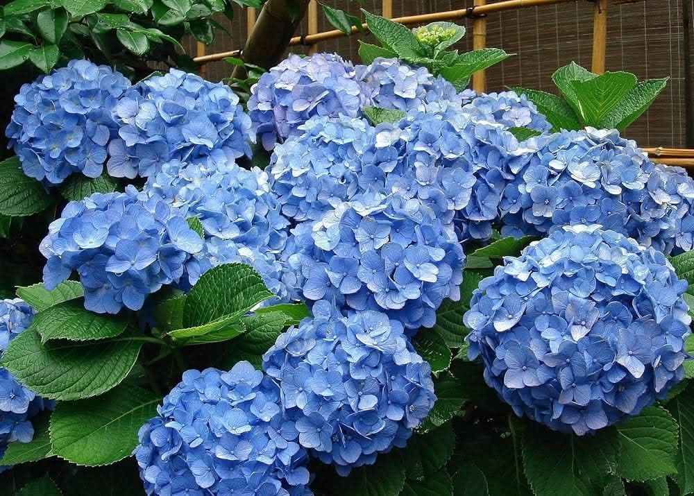 Blue Hydrangea Hydrangea macrophylla bonsai flower seeds for planting in indoor pots