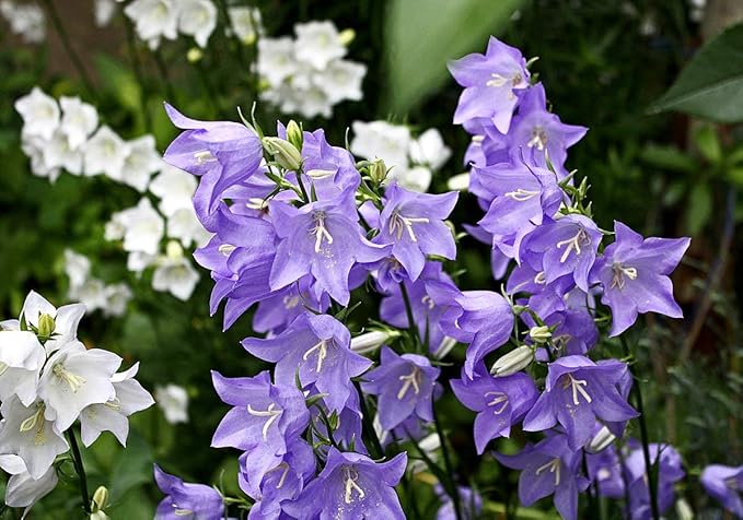 Bellflower Campanula Carpatica Tussock Purple Blue Flower Seeds for Planting