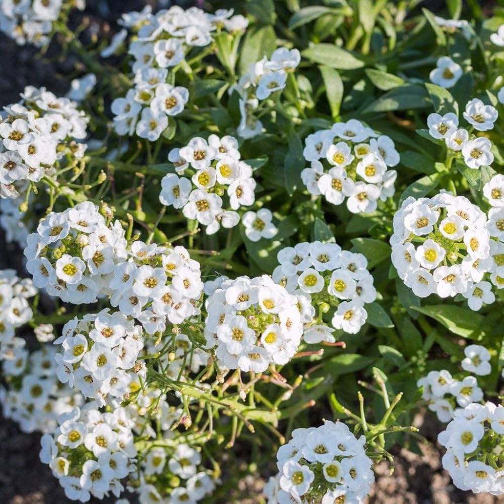Alyssum Lobularia maritima flower seeds for planting in kitchen gardens
