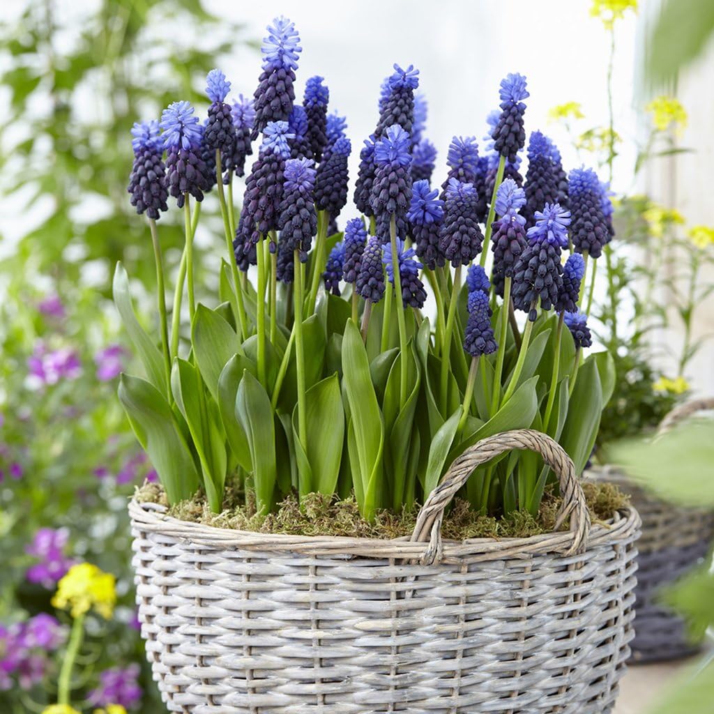 Grape Hyacinth Bulbs (Muscari) - Latifolium