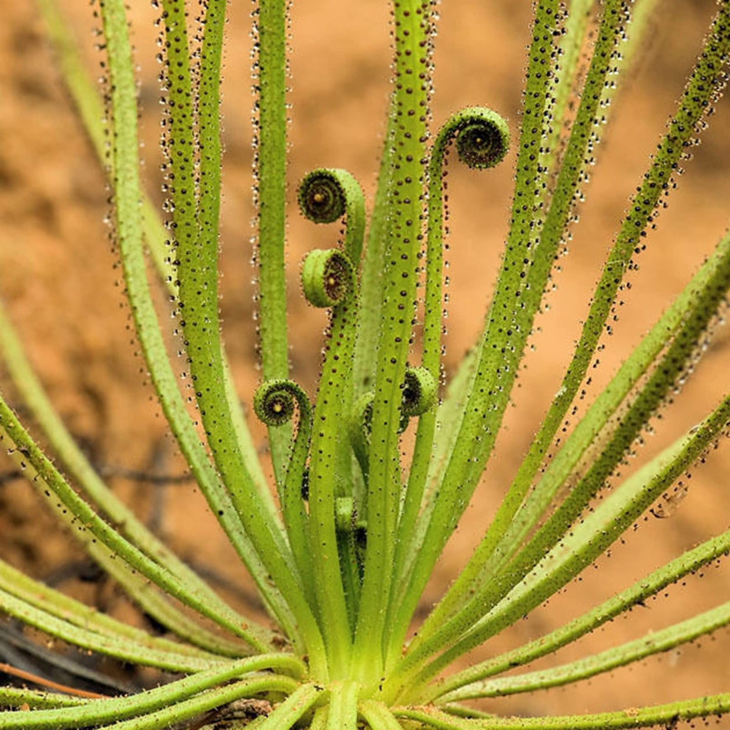 Green Drosophyllum Plant Seeds for Planting heirloom & Non-GMO Seeds