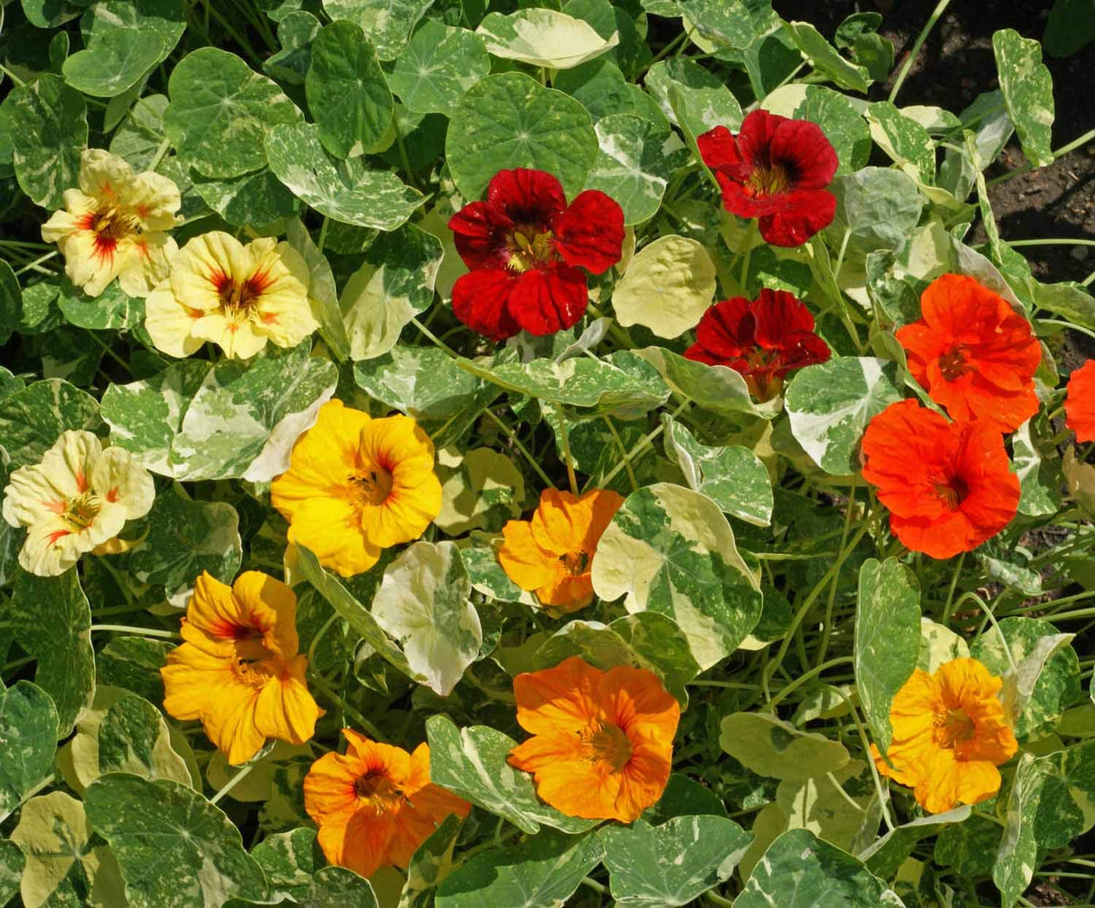 Jewel Mix Nasturtium Tropaeolum majus Seeds for Planting flower bed edible garden