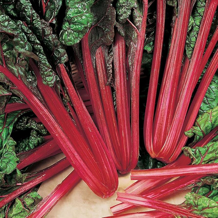 Rainbow Swiss Chard Beta vulgaris vegetable seeds for planting in kitchen garden containers