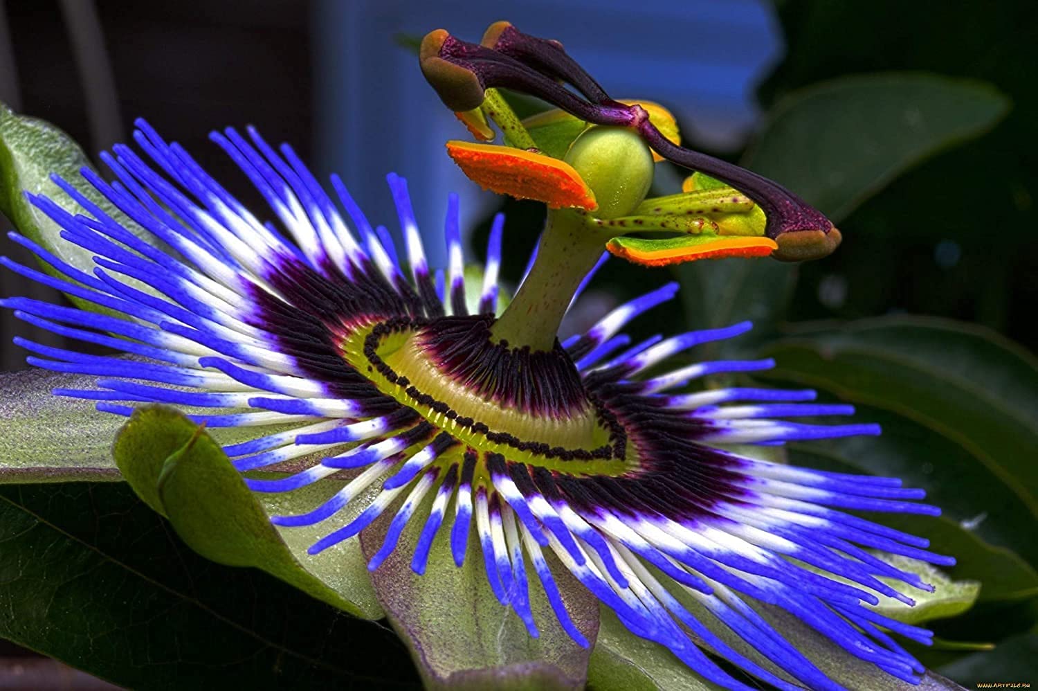 Passion Flower Seeds