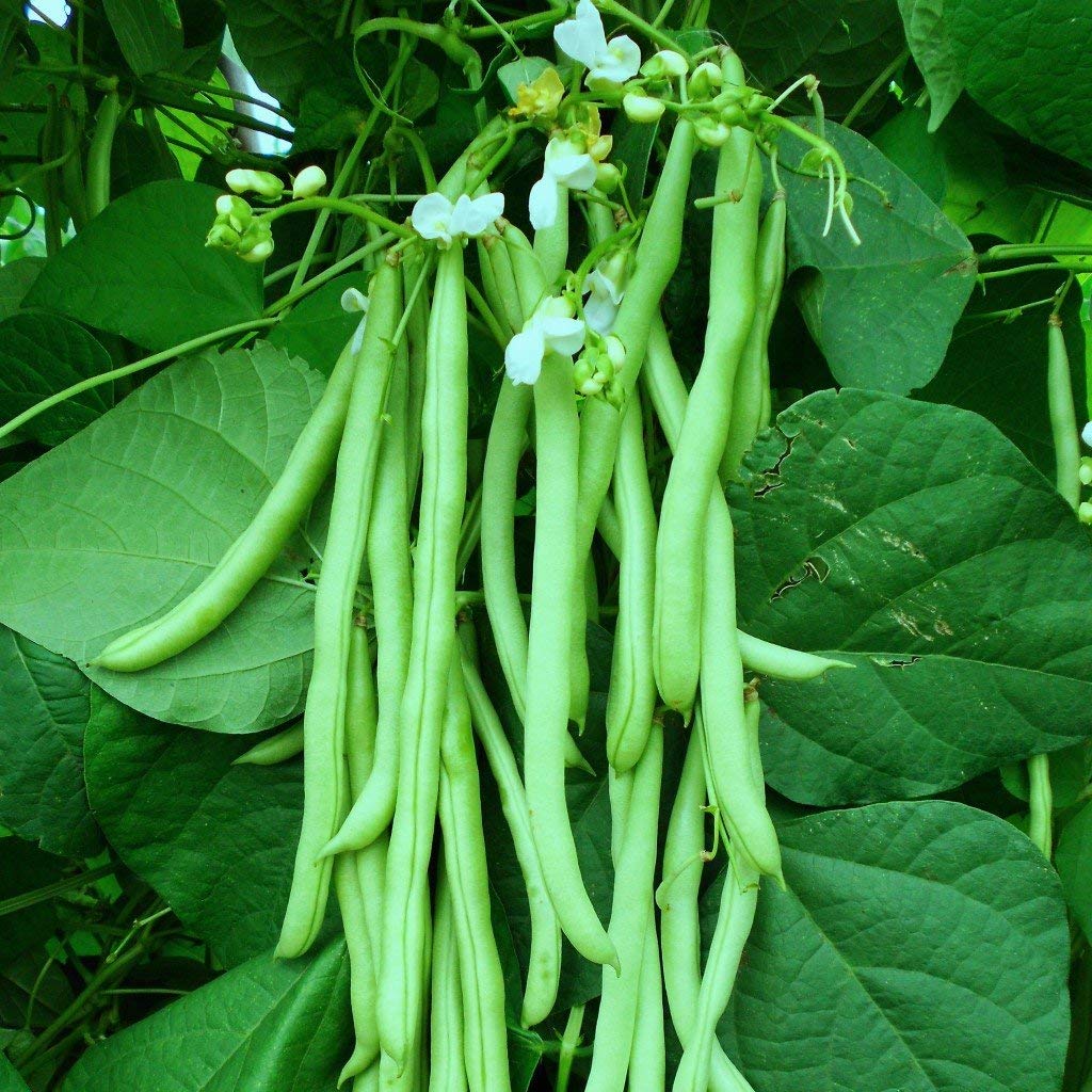 Yellow eye beans – heirloom bush bean seed