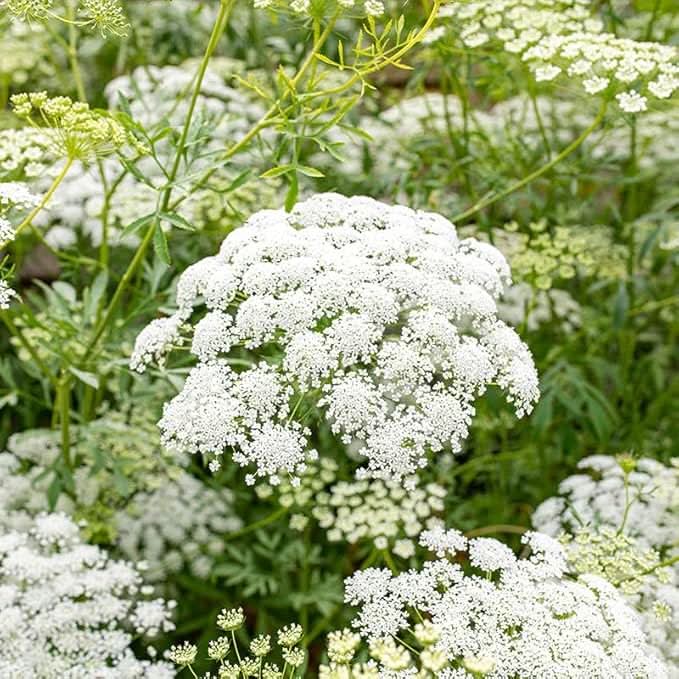 Baby’s Breath Fragrant Flower Seeds for Indoor & Garden