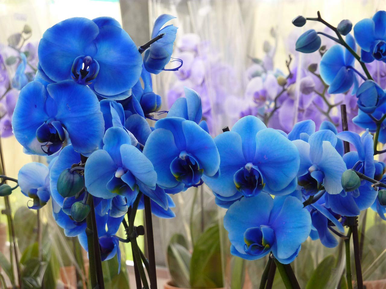Blue Orchid Vanda coerulea, Beautiful Flower Seeds for Gardening Your Back yard space
