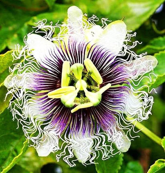 Passion Flower Passiflora spp Flower Seeds for Planting in Garden