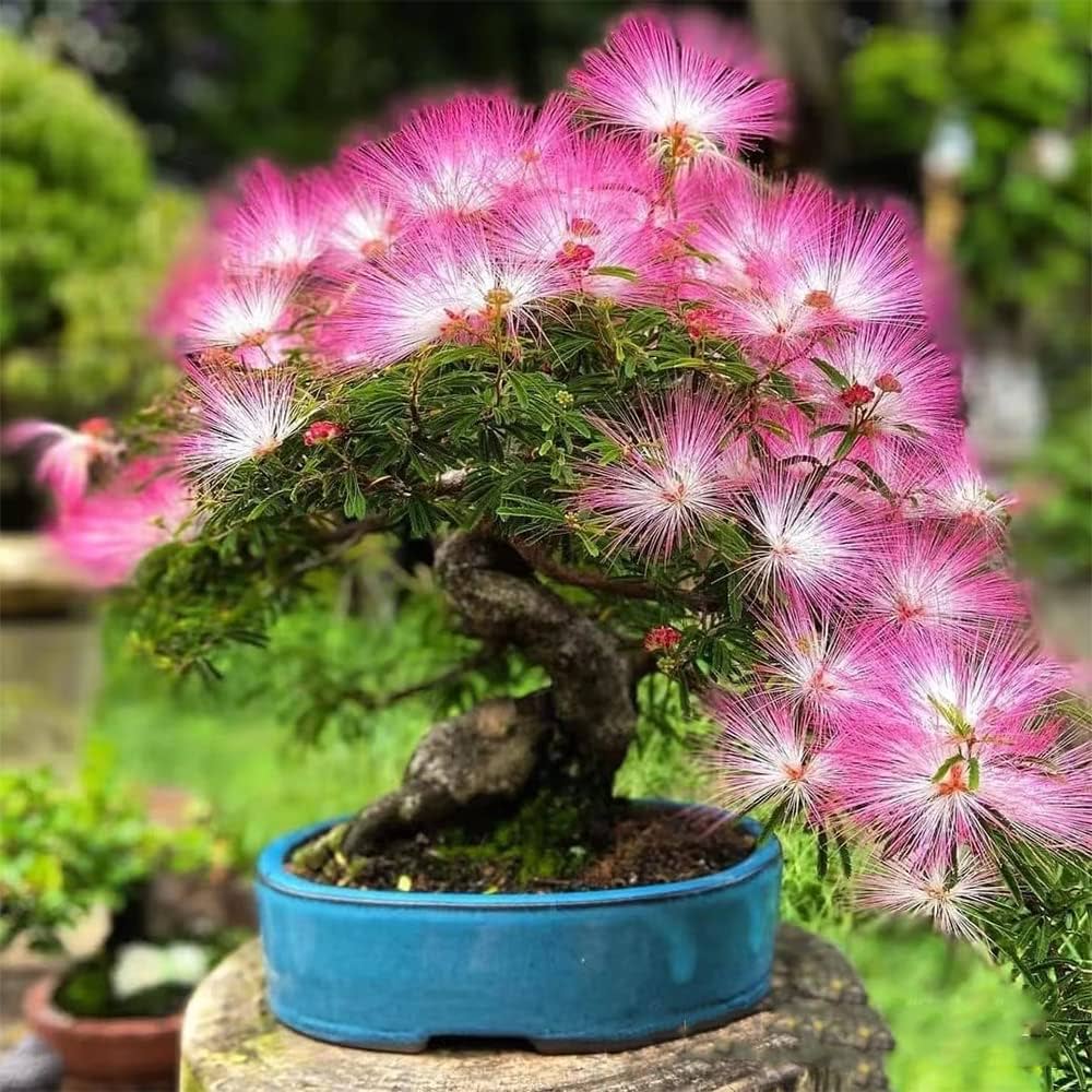 Albizia Flower Mimosa Seeds, Rare Silk Tree for Bonsai and Landscape Beauty