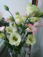 Yellow Lisianthus Flower Seeds for Planting - Heirloom, NON-GMO, Long-Lasting Blooms for planting in your garden.