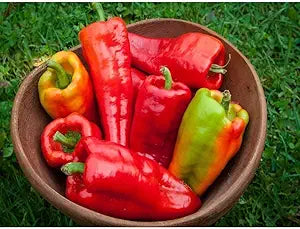 Beaver Dam Pepper Capsicum annuum for planting in vegetable patch