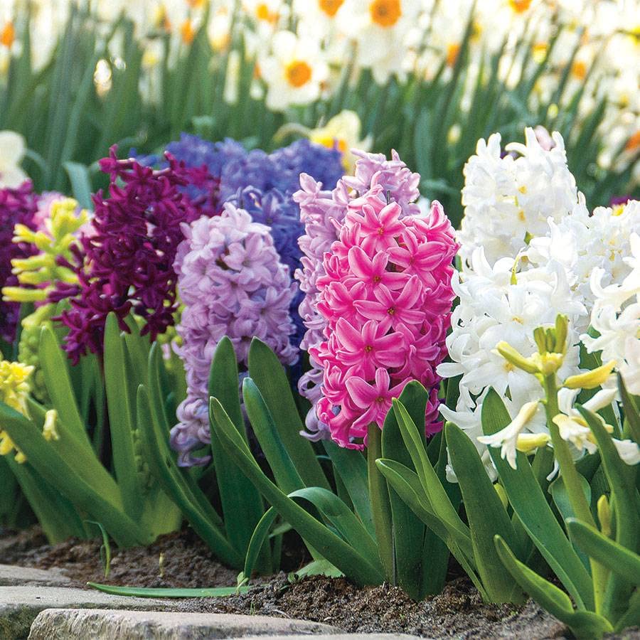 Hyacinth Flower Seeds for Planting, Multi-Colored, 100 seeds for planting in home garden