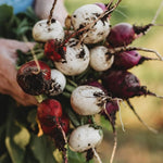 close-up of round, smooth-surfaced radish roots in garden soil

