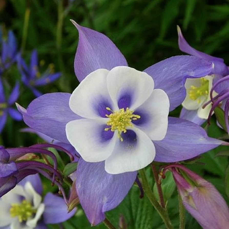 White Aquilegia seeds (Aquilegia vulgaris) for planting in home garden