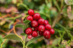Cranberry Vaccinium macrocarpon for planting in edible garden