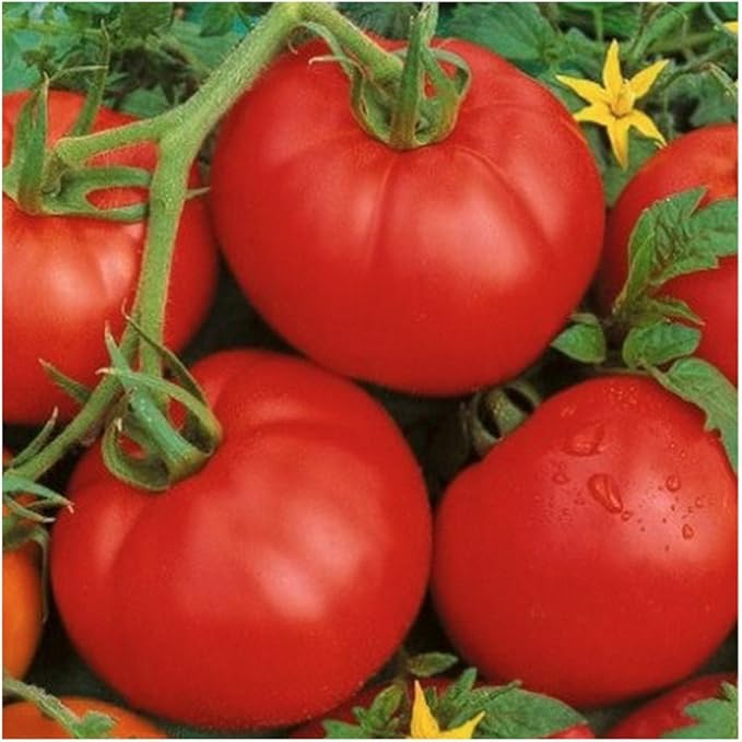 Trust F Tomato – Solanum lycopersicum – for planting in home garden