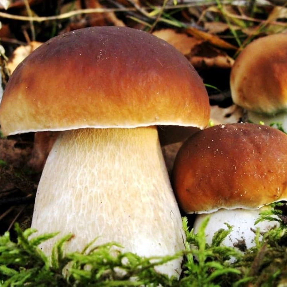 Orange and Brown Mushroom Seeds for Planting