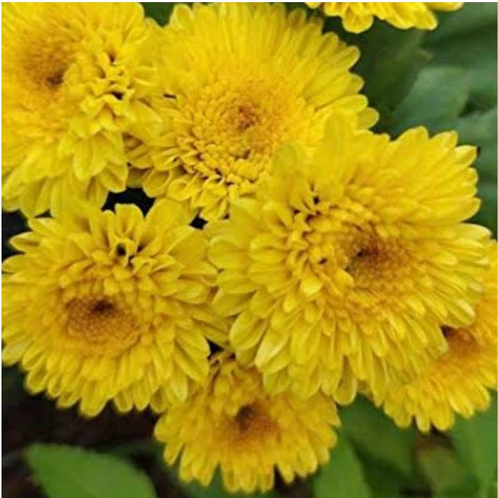 Yellow Chiastophyllum Flower Seeds for Planting - 100
