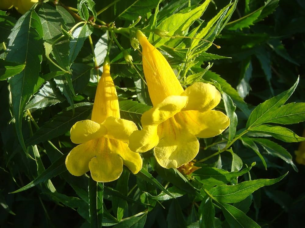 Rapeseed Brassica napus Flower Seeds for Planting