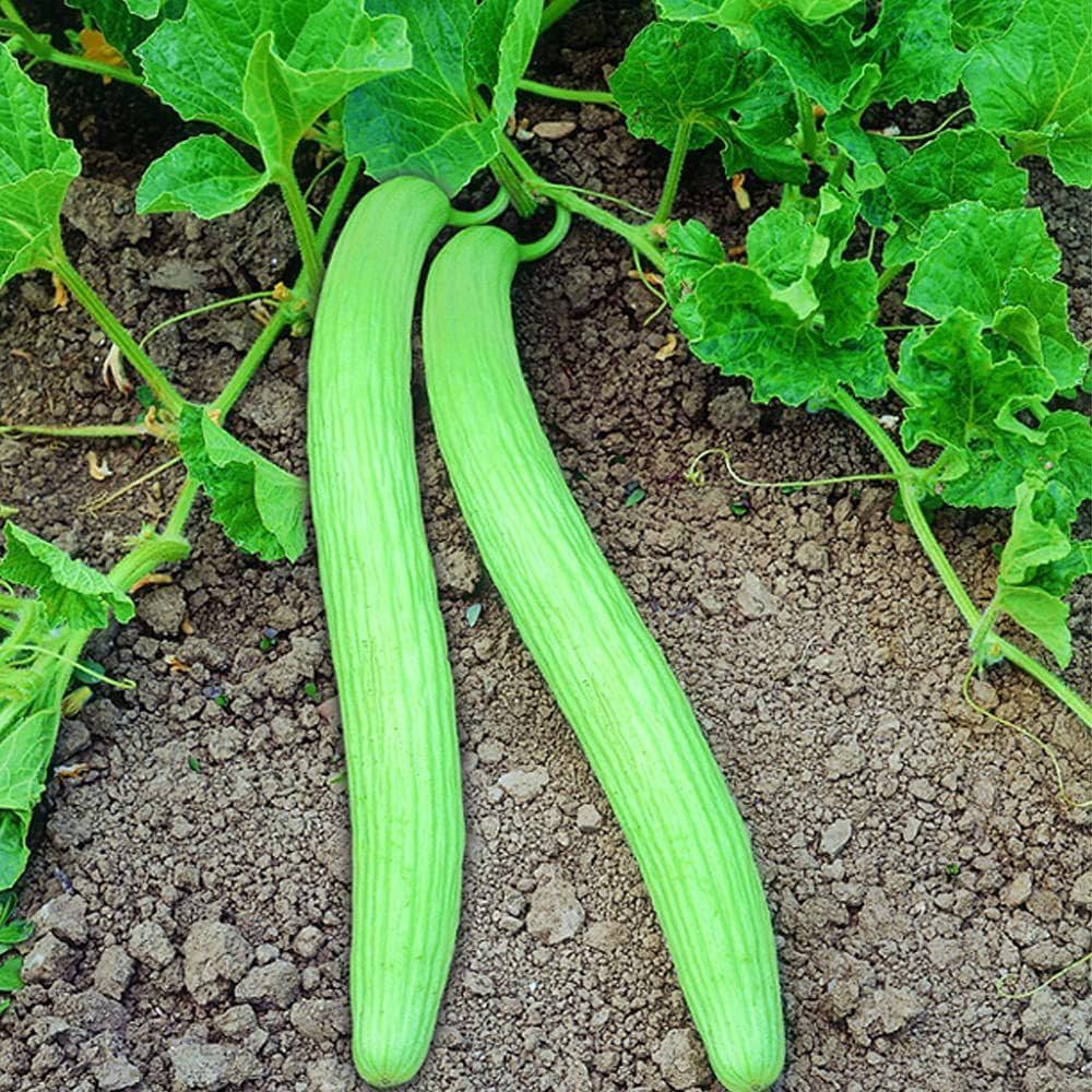 Long Melon Kakdi F1 – Heirloom, Non-GMO, High Germination Organic Garden Seeds