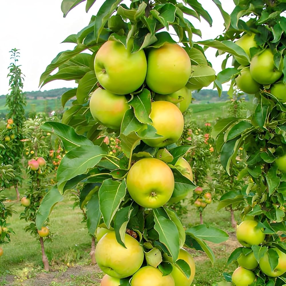 Green Apple Fruit Plant Seeds