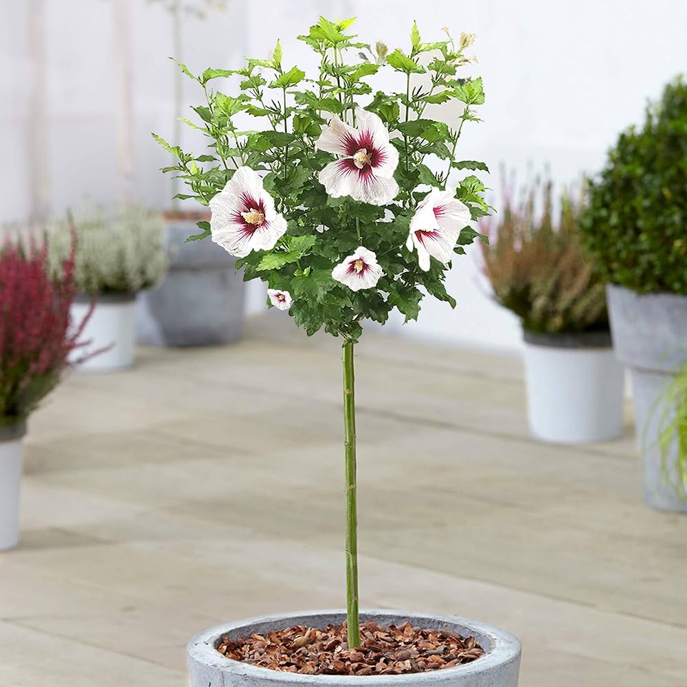 Rose von Sharon Hibiscus for planting in flower bed