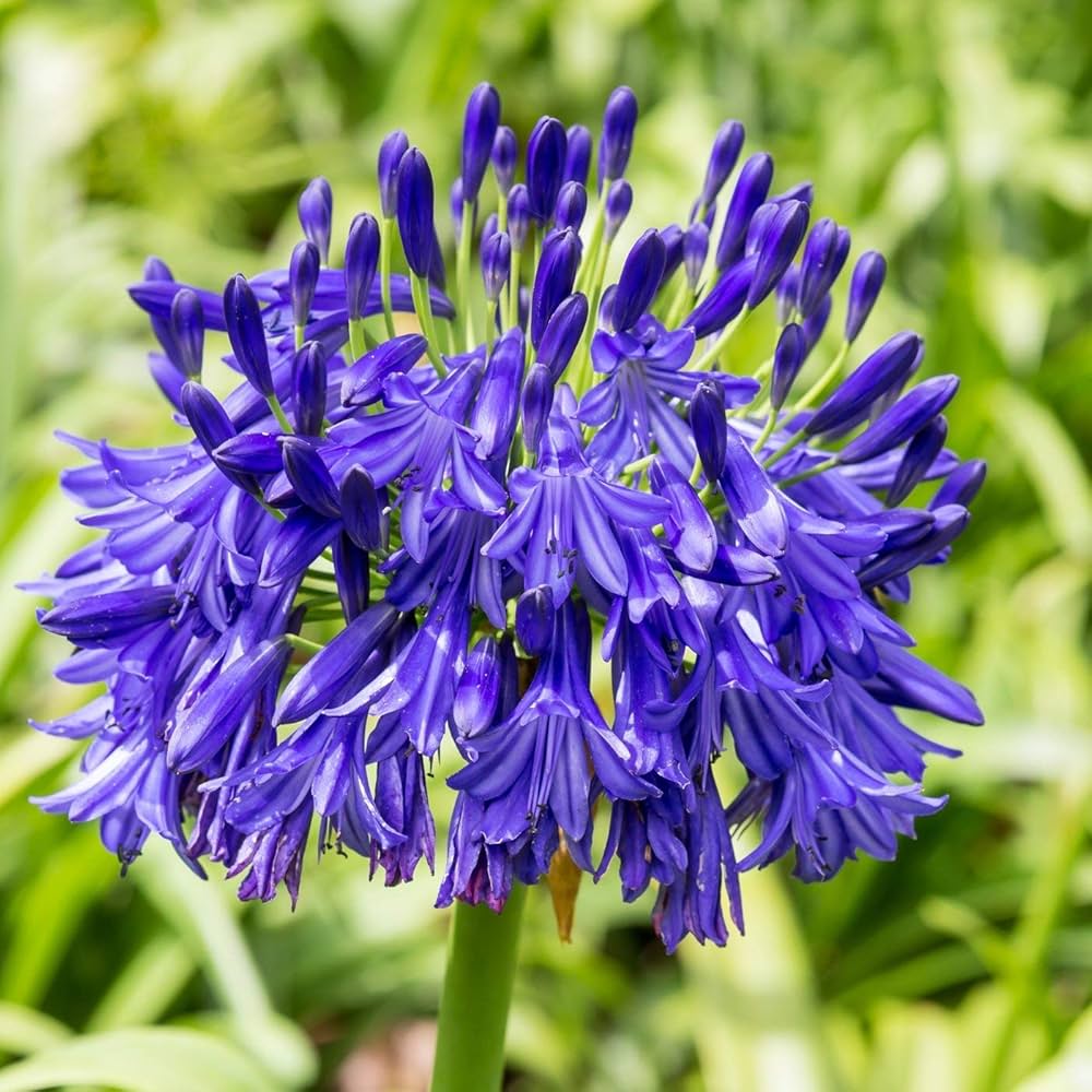 Queen Anne Agapanthus Seeds of Elegant Blue Flowers