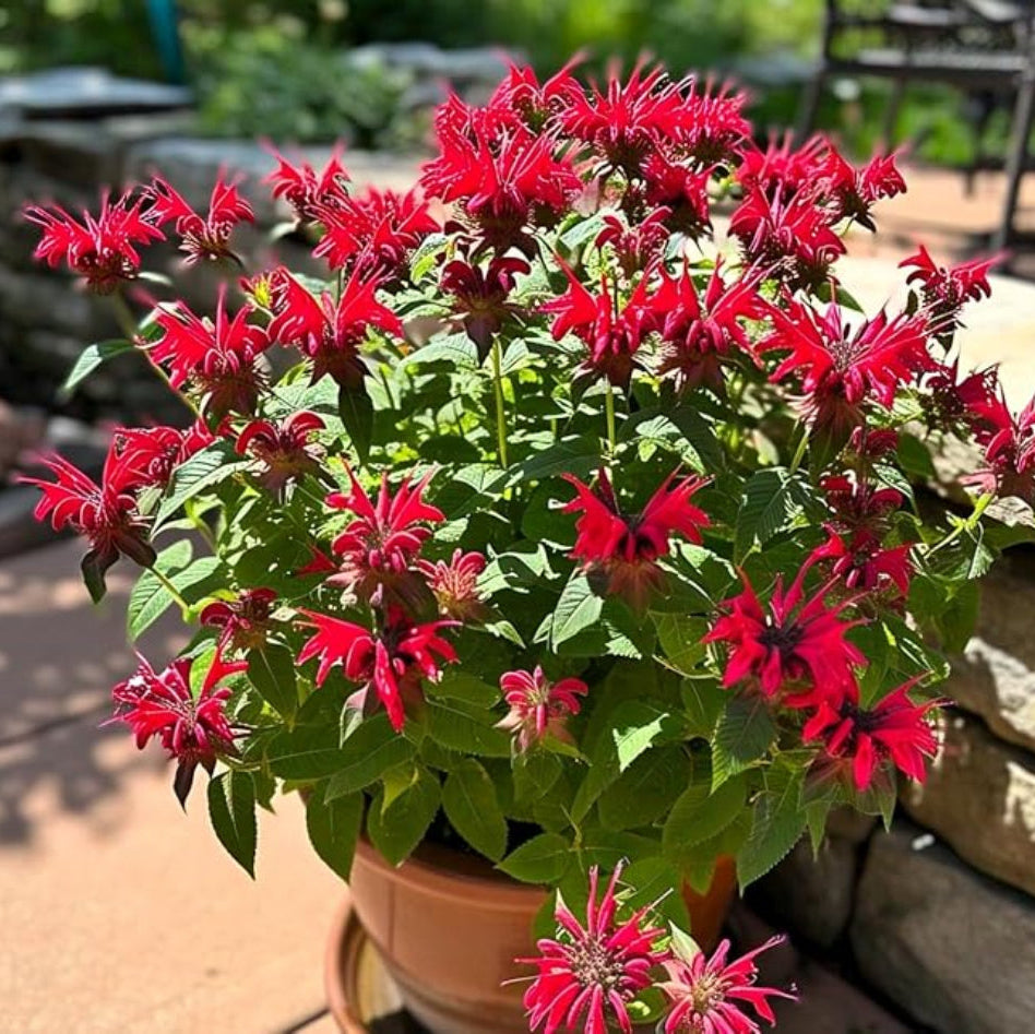 Beebalm Flower Seeds Heirloom Non GMO Planting - 100