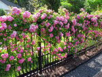 Climbing Rose Rosa multiflora for planting in vertical garden
