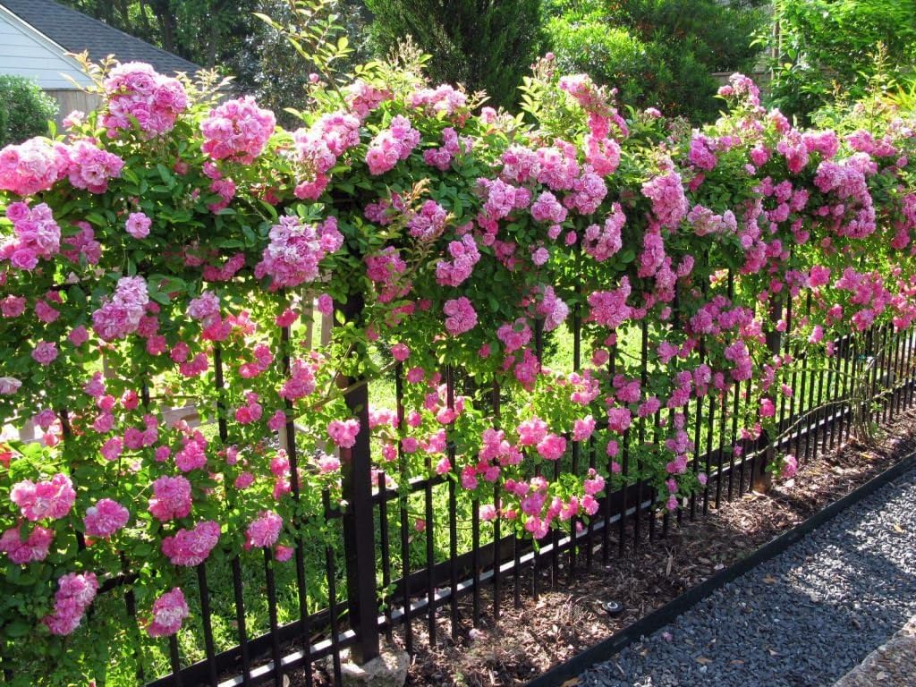 Climbing Rose Rosa multiflora for planting in vertical garden