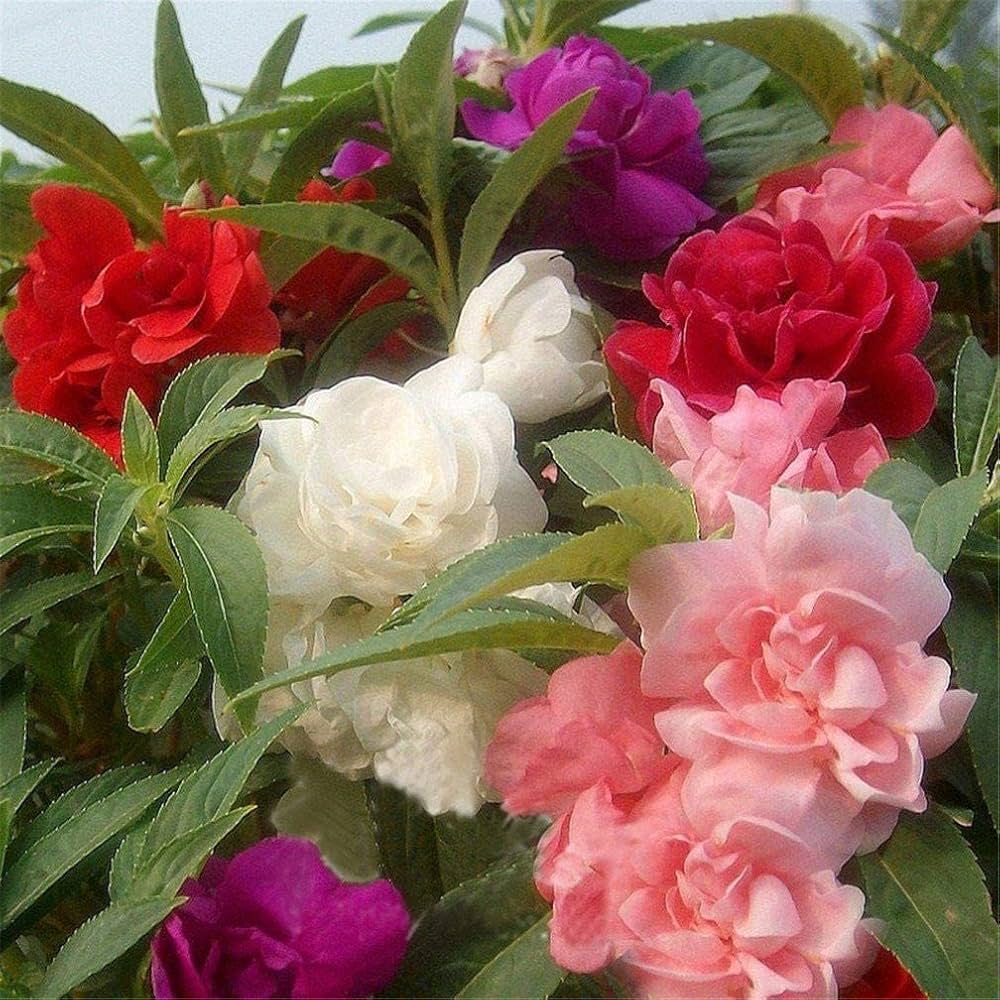 Rose Seeds for Planting - Classic Blooms for Flower Bed & Urban Garden