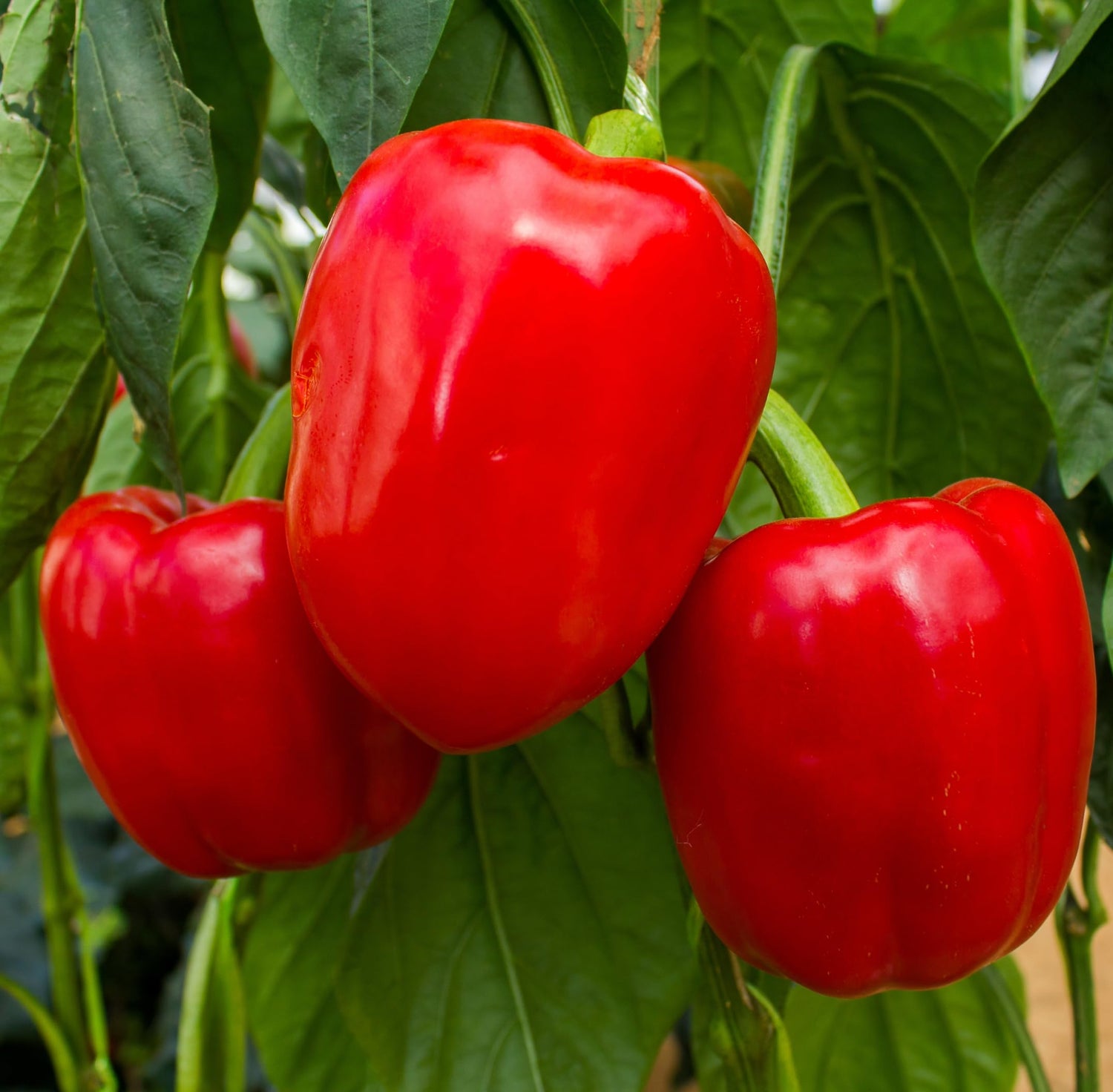 Pepper Capsicum Annuum Big Red Sweet Vegetable Seeds for Planting – Perfect for Kitchen Garden and Crisp Harvest