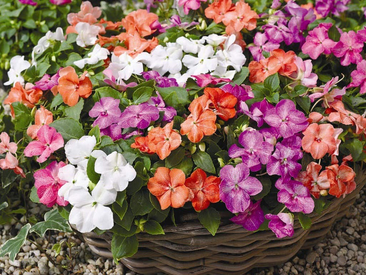 Pink Lizzie Flower Seeds for Planting, 100