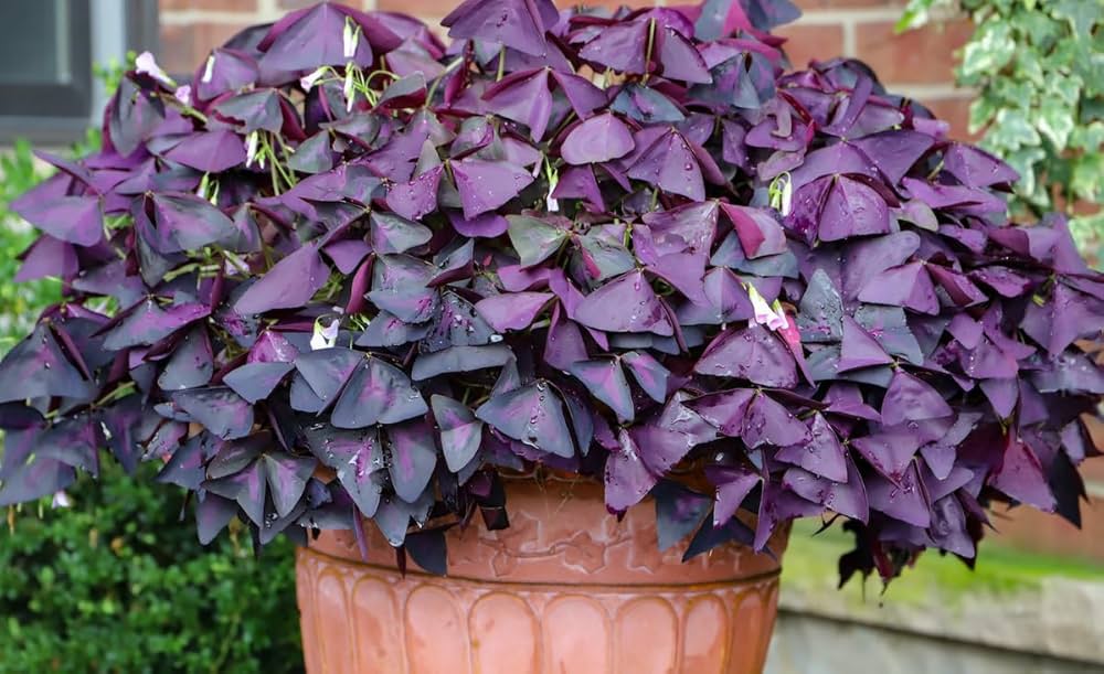 Red Oxalis Triangularis Woodsorrel Seeds – Shamrock Plant with Striking Purple Foliage