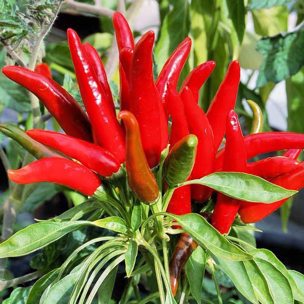 Peter Chilli Seeds for Planting
