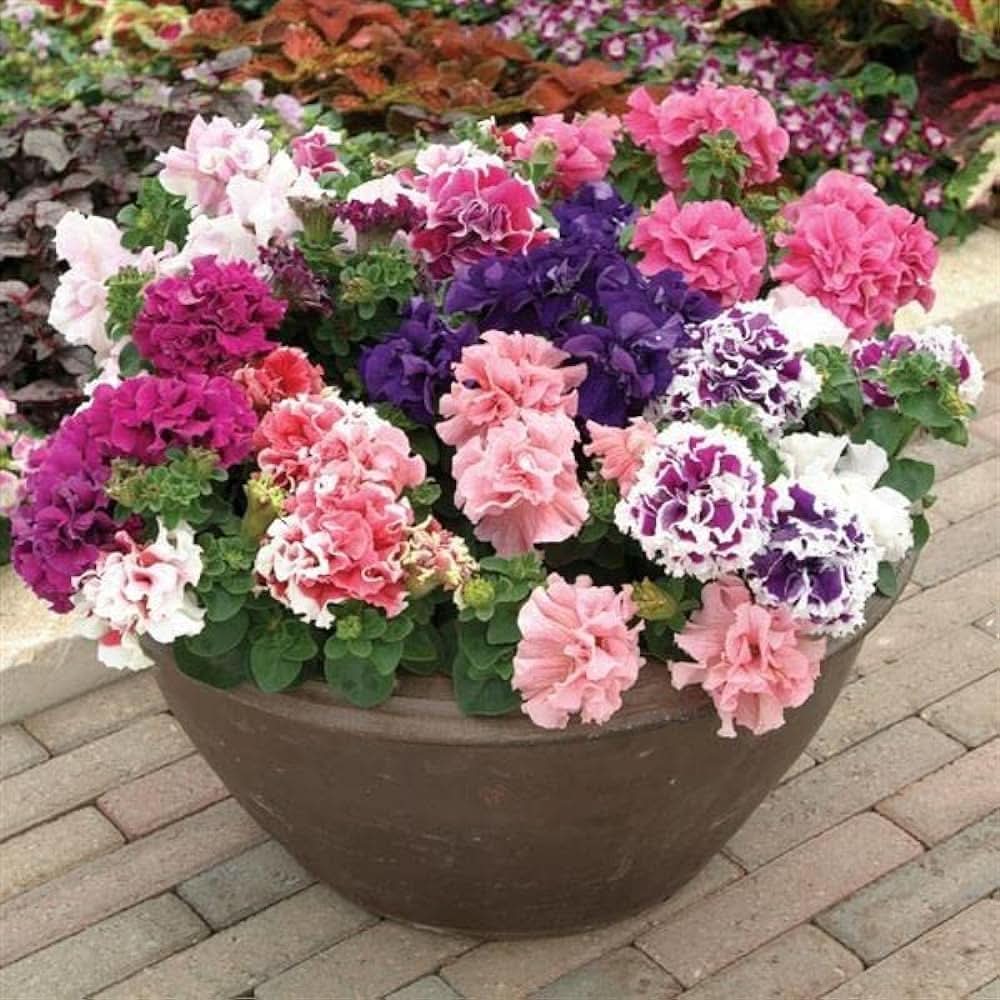 Double Petal Petunia Perennial Flower Seeds for Home and Garden Planting