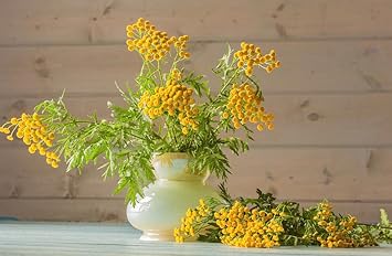 Gypsophila (Gypsophila scientific name) for planting in garden