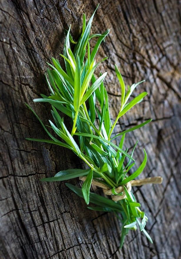 Tarragon Seeds