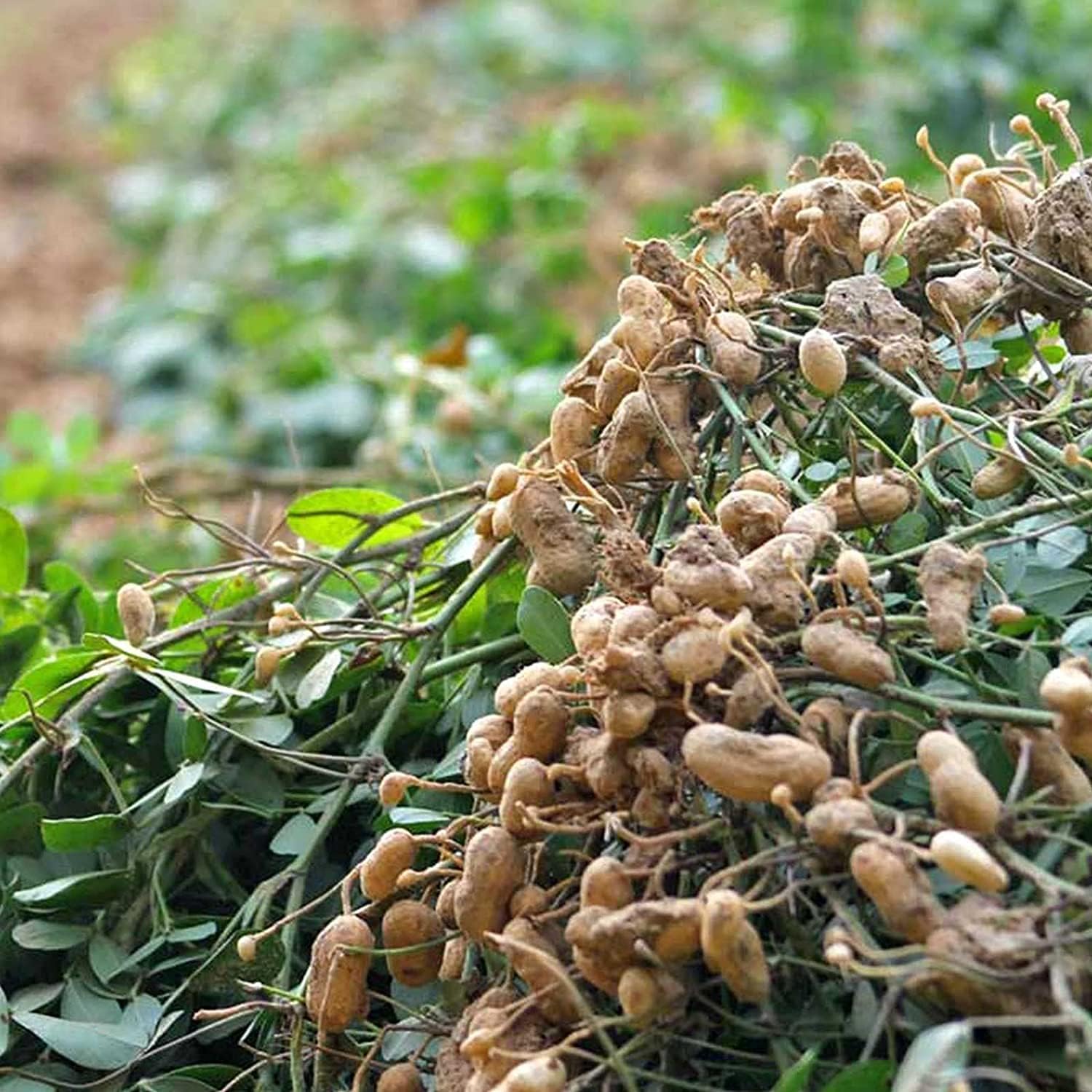 Peanut Seeds