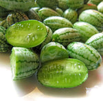 Cucamelon Melothria scabra seeds for trellis planting