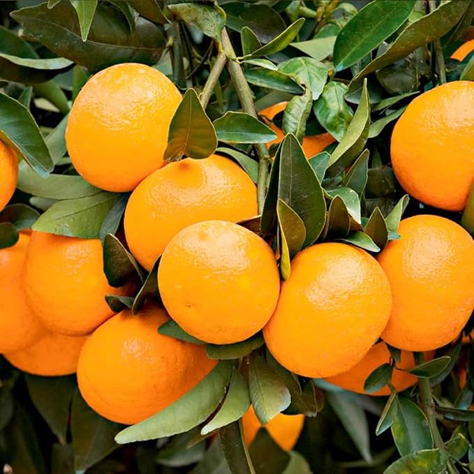 Kumquat Citrus Fruit Seeds for Planting for Balcony Garden
