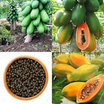 Papaya Carica papaya for planting in tropical garden