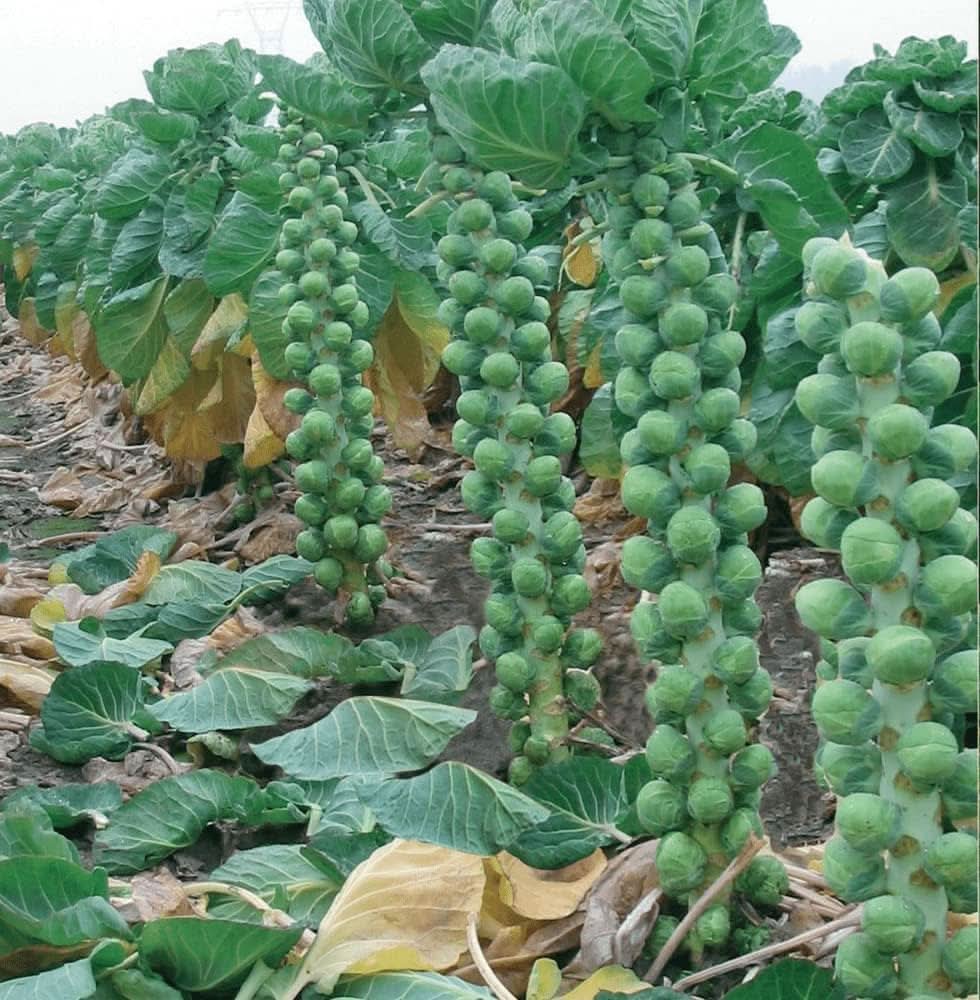 Brussels Sprouts seeds growing into tall stalks with multiple tightly packed edible green buds