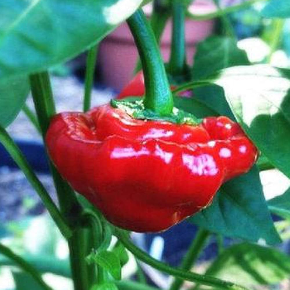 Scotch Bonnet Pepper Seeds for Gardening