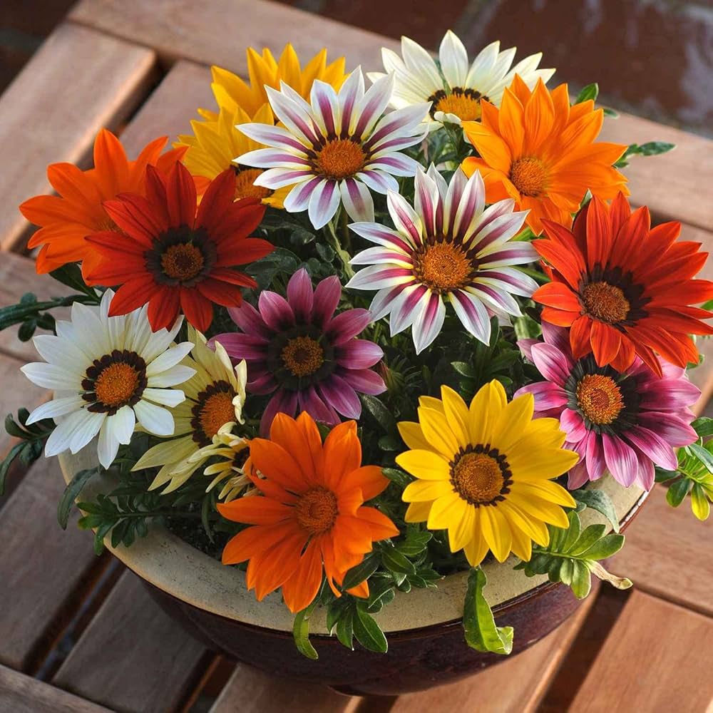 Gazania Sunflower Medal Daisy Gazania spp. Seeds for Planting in Flower Bed