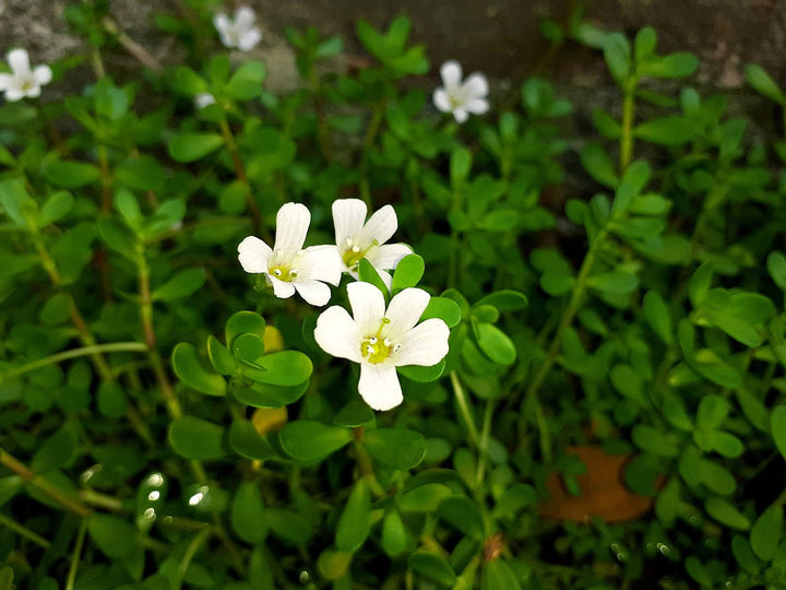 White Waterhyssop Flower Seeds for Planting - 100