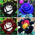 Rare Rainbow Rose seeds for colorful blooms