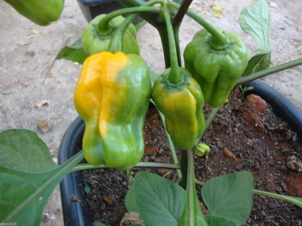 Yellow - Sun for planting in home garden