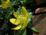 Hyemalis Flower Seeds for Planting - 100 pcs for planting in your garden.